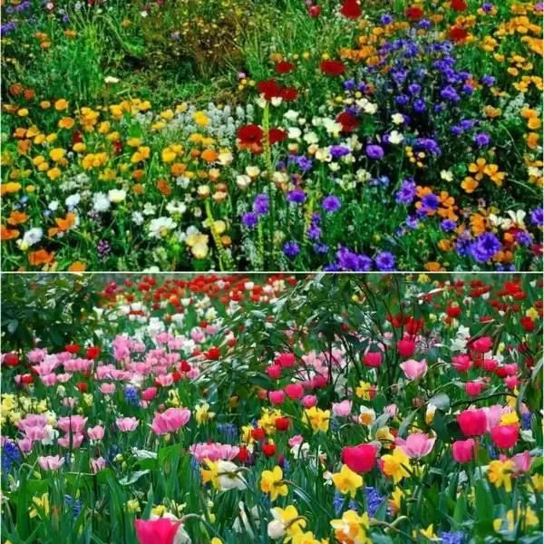 Ensigo za Wildflower – YN