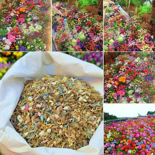 Ensigo za Wildflower – YN